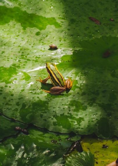 一只青蛙坐在亮绿色的睡莲上