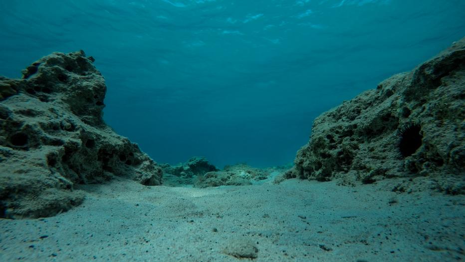 Empty bottom of the sea with rocks, reef and sea urchins