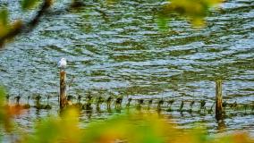 Stock image of a body of water through trees