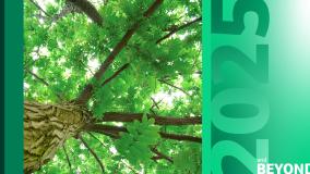 Looking up a tree trunk to green canopy, with 2025 and beyond banner