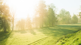 Green hills and trees with sun shining through