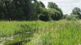 Image of countryside with river and tall grasses