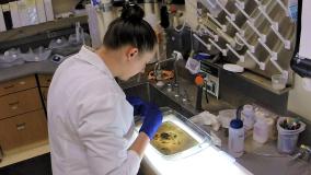 Person working in lab