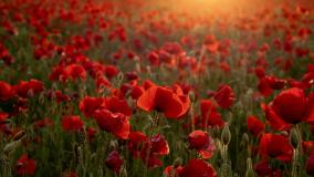 Poppy field