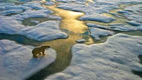 Polar bear looking on melting ice
