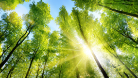 Green trees amongst a blue sky