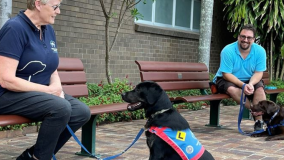 Two training dogs in harnesses working with trainers on benches 
