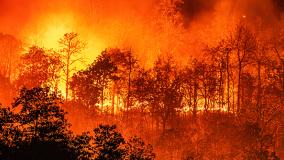 Raging orange forest fire over black trees