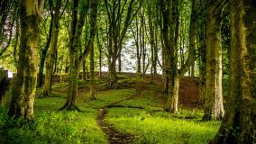 View through a woodland