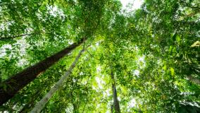 Looking up a green trees