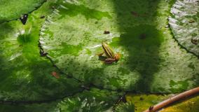 Frog sitting on a birght green lily pad