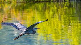 Bird flying