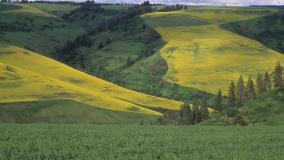 Rapeseed and wheat, Walla Walla County, Washington