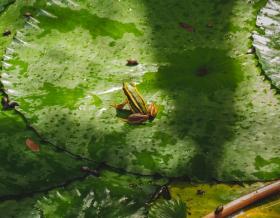Frog sitting on a birght green lily pad