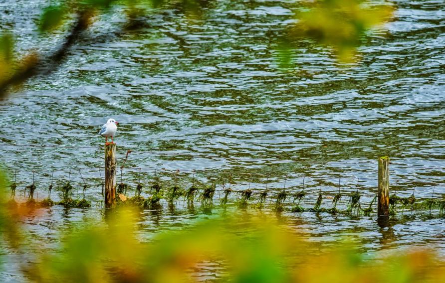 Stock image of a body of water through trees