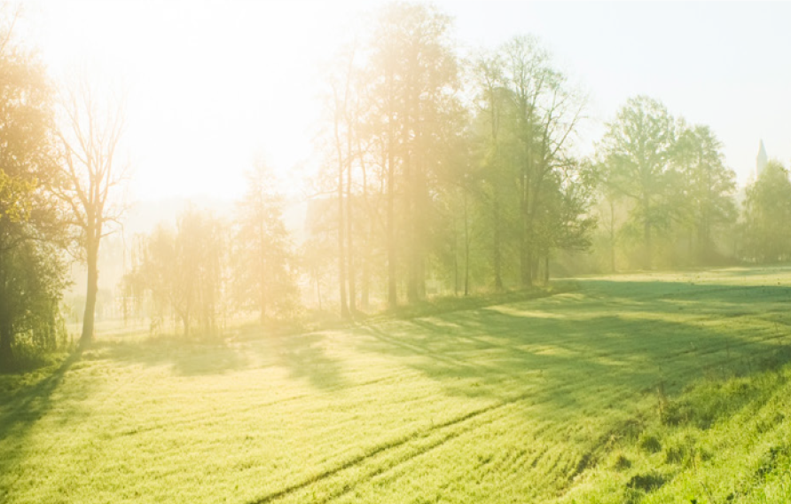 Green hills and trees with sun shining through