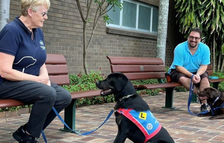 Two training dogs in harnesses working with trainers on benches 