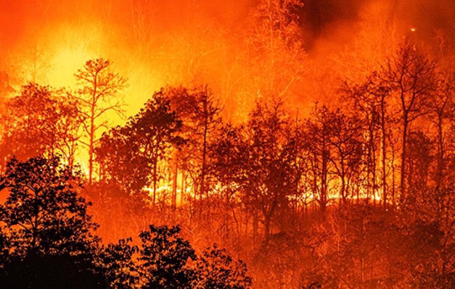 Raging orange forest fire over black trees