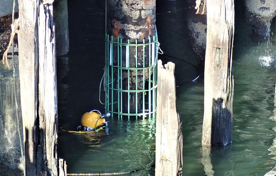 Entering the NYC harbor water to conduct an inspection – photo taken by Jacobs staff