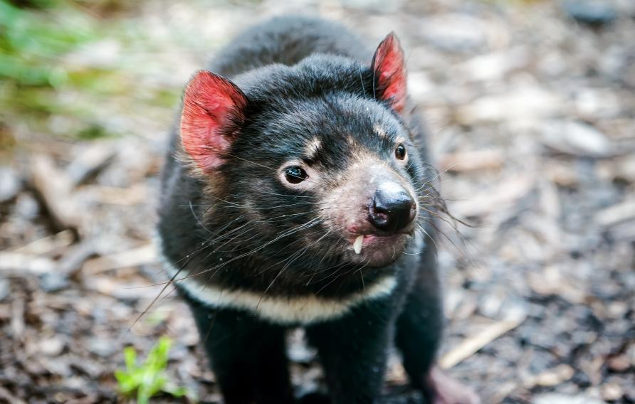 Tasmanian devil