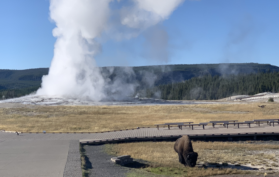 Bison grazing in front of Old Faithful at Yellowstone National Park. Jacobs is currently working with NPS to develop creative solutions to renew utility systems at this park. 