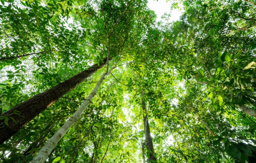 Looking up a green trees
