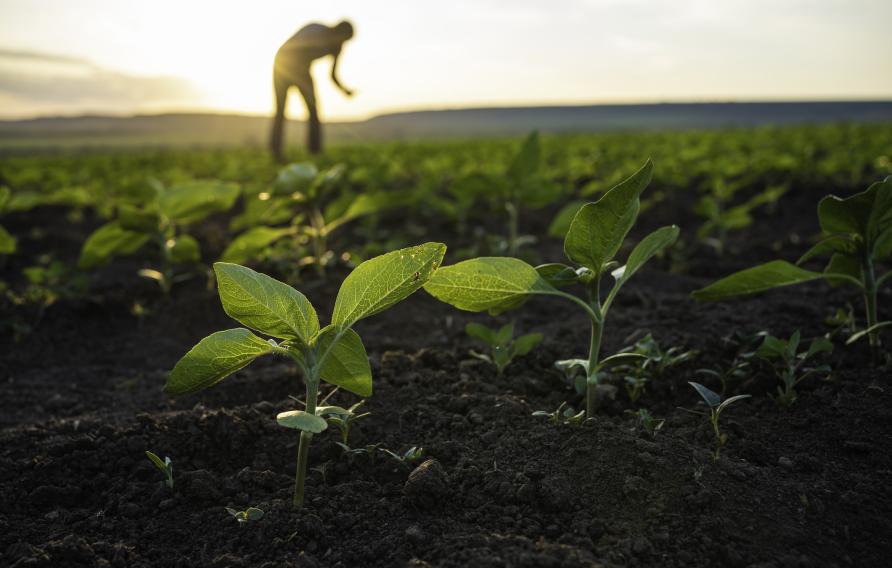 Plants growing and person looking at the ground in the distance