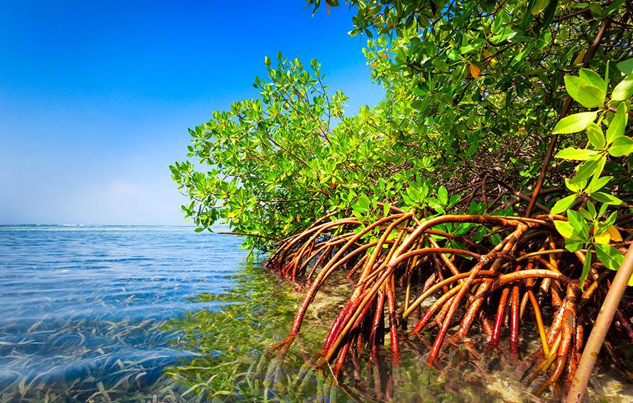 Mangrove tree