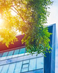 Glass office building in front of blue skies and a green tree bow