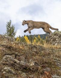 Mountain lion in a rocky landscape