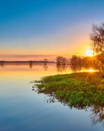 Mangrove swamp in Quincy, Florida at sunset