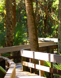 Wooden pathway through swamp in West Melbourne