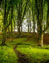 Woodland
