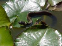 Grass snake on lily pad