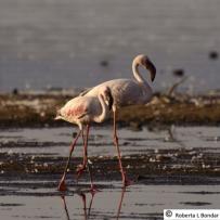 The Lesser flamingo (Phoeniconaias minor), a near threatened species, which breeds in the Rift Valley Lakes of East Africa. This species is one of seven included in the Space for Birds project. Credits: Roberta L Bondar