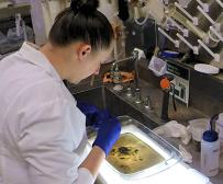 PFAS investigator