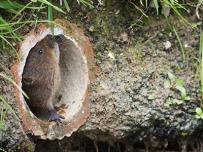 Water vole inside tube