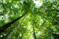 Looking up a green trees