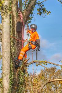 Man in orange PPE climbing a tree to a bat box
