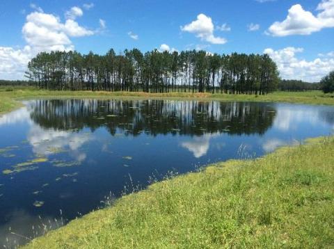 Open water area in cell 8 of the 15 constructed wetland cells