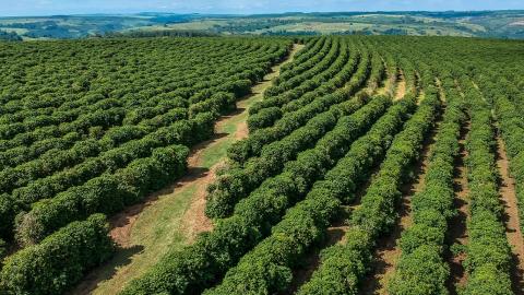 Coffee fields in Brazil