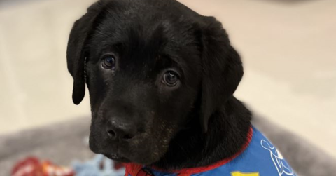 Black puppy in a blue and red training harness in the sit position