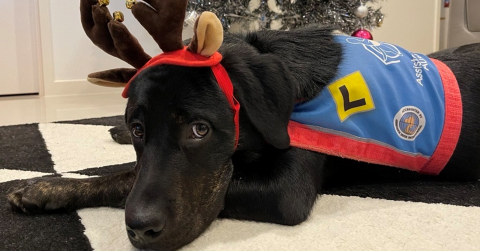 Brindle dog in a blue and red training harness with reindeer antlers in front of a Christmas tree decorated with ornaments