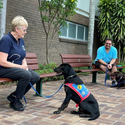 Two training dogs in harnesses working with trainers on benches 