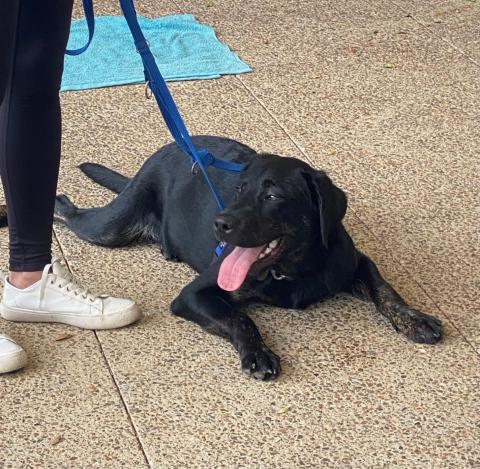 Black labrador lying on the floor - Ace the assistance dog 