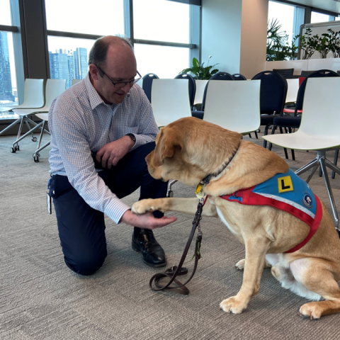 Man in dress clothes shakes paws with a yellow dog in a blue and red vest
