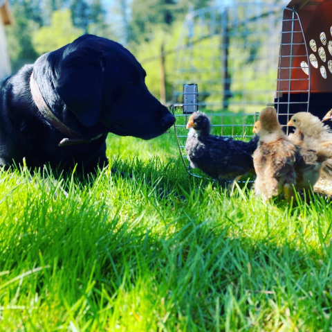 Black lab and baby chicks