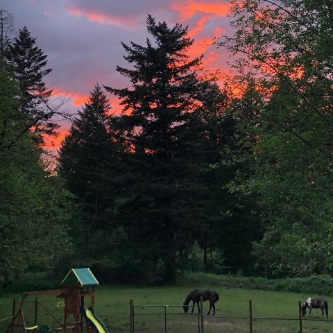 Horses graze a field next to a backyard playground set at sunset