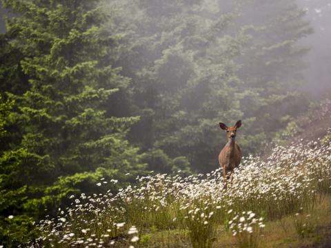 Deer in a wildflower field