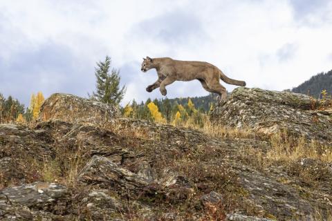 Mountain lion in a rocky landscape